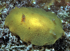 Geitodoris