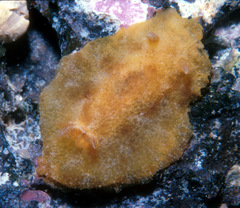 Geitodoris
