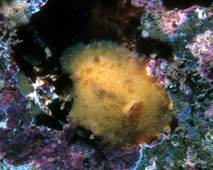 Geitodoris