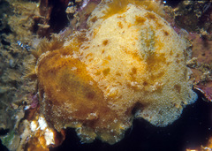 Geitodoris