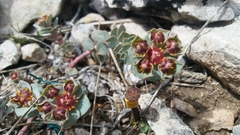Euphorbia fontqueriana