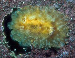 Geitodoris
