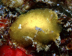 Geitodoris
