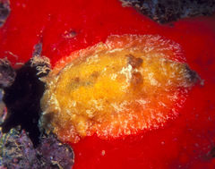Geitodoris