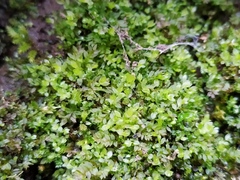 Mnium stellare