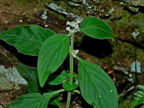Buttonhead (Hedyotis uncinella)
