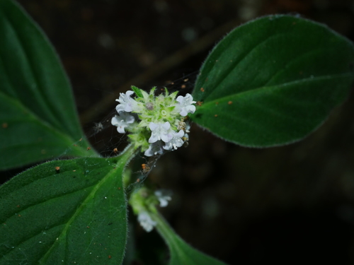 Image of Hedyotis uncinella by (c) Jacy Chen, some rights reserved (CC BY)