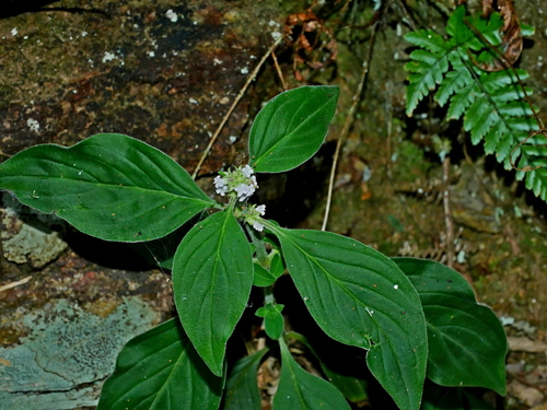 Image of Hedyotis uncinella by (c) Jacy Chen, some rights reserved (CC BY)