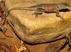 Tropidurus itambere