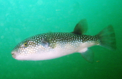 Arothron firmamentum