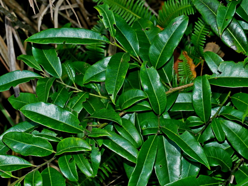 Image of Ilex pedunculosa by (c) Jacy Chen, some rights reserved (CC BY)