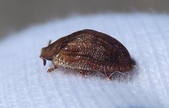 Hypocassida subferruginea