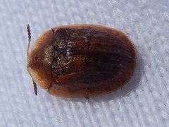 Hypocassida subferruginea