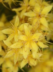 Calytrix flavescens
