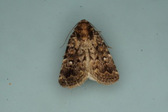 Thoracolopha argonephra