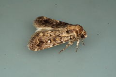 Thoracolopha argonephra