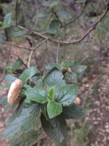 iNaturalist observation photo of hairy ceanothus