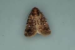 Thoracolopha argonephra