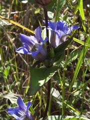 Gentiana scabra