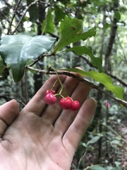 Tapeinosperma pseudojambosa