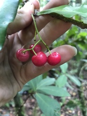 Tapeinosperma pseudojambosa
