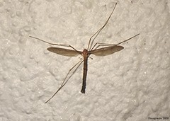 Tricyphona