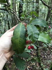 Tapeinosperma pseudojambosa