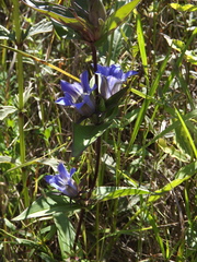 Gentiana scabra