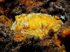 Geitodoris