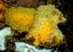 Geitodoris