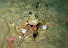 Eurypegasus draconis