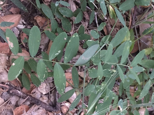 iNaturalist observation photo of Pacific pea