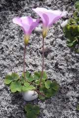 Oxalis commutata commutata