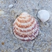 European Bittersweet Clam - Photo (c) Charcos Companhia, some rights reserved (CC BY-NC), uploaded by Charcos Companhia