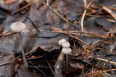 Mycena rubromarginata