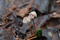 Mycena rubromarginata