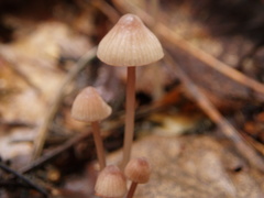 Mycena rubromarginata
