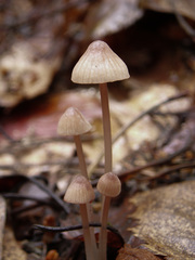 Mycena rubromarginata
