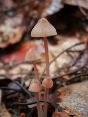 Mycena rubromarginata