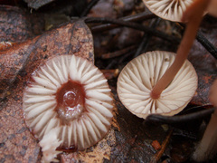 Mycena rubromarginata
