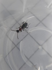 Anthelephila pedestris