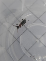 Anthelephila pedestris