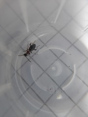 Anthelephila pedestris