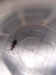 Anthelephila pedestris