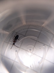 Anthelephila pedestris