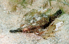 Eurypegasus draconis