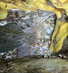 Aulactinia incubans