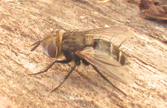 Diptera