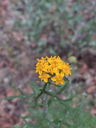 iNaturalist observation photo of Golden Yarrow