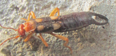 Forficula smyrnensis